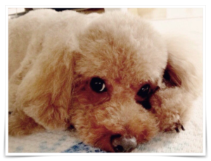 横浜流星 家族構成 両親 弟 愛犬