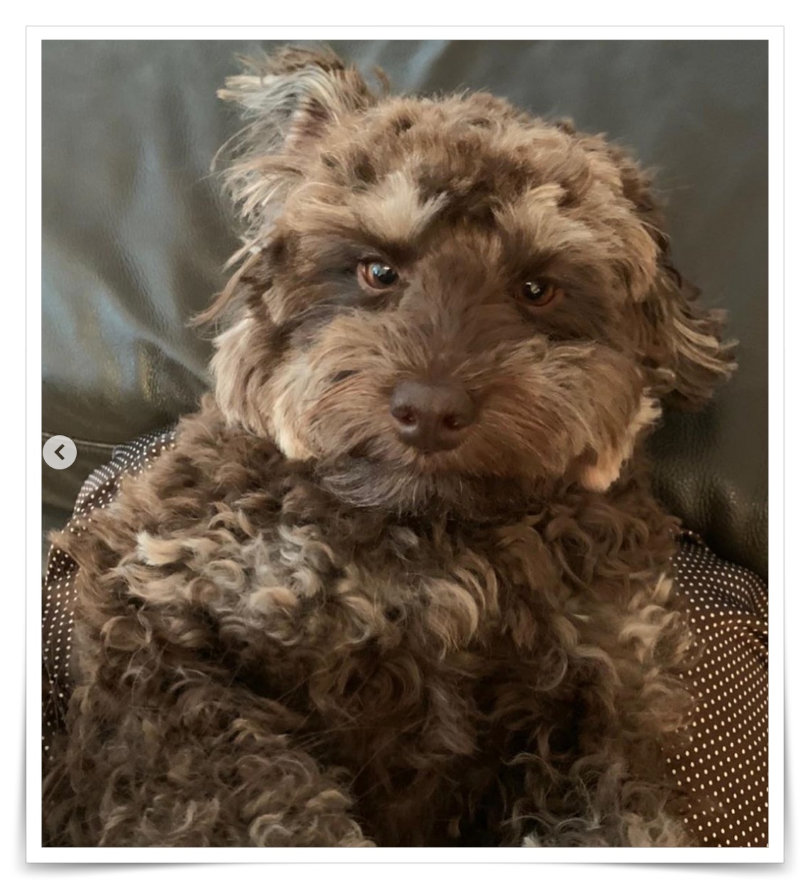 キムタクの犬の画像