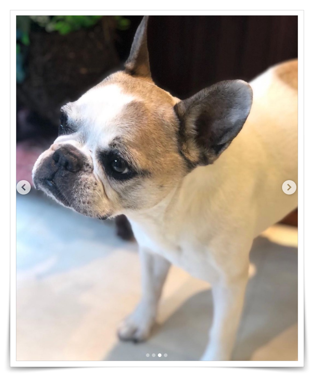 工藤静香とキムタク、cocomiの犬の画像
